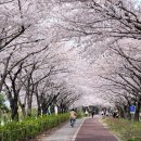 낙동제방길-1 이미지