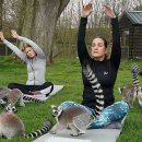 여우요가 서울신문