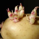 감자 (식물) [potato]의 효능 이미지