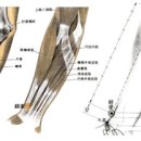 낙침(落枕)의 특효혈(特效穴)은 경거혈(经渠穴) 이미지