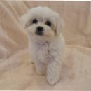 샵펫 강아지분양 울산점 | 일산강아지분양 서리펫 애견샵