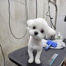 올리브 애견 이미지