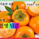 【윤승원 가을 선물 소감】 감동의 김해 《진영 단감》 선물 이미지