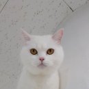 냥냥호텔 이미지