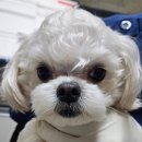 김s 동물병원 이미지