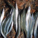 섬마을민박낚시 이미지