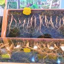 지리산흑돼지촌마을 이미지