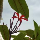 부결자화(不結子花)는 휴요종(休要種)이요(영상글 첨부) 이미지