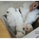 구미옥계동물병원 이미지