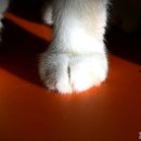 언제나고양이 이미지