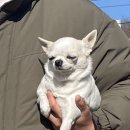 강아지 정거장 이미지