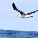 알바트로스 이미지