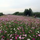 코스모스환경 이미지