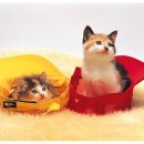 아주자동차정비 이미지