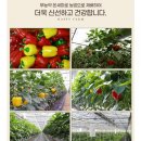 온세미로 농장 네이버블로그