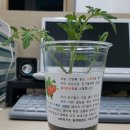 K타이거즈 최강태권도 이미지