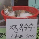 나만 없어 고양이 이미지