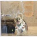 애견호텔 개인 이미지