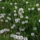 민들레홀씨 이미지
