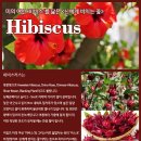 히비스 이미지