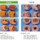 임금님 진상품 영동 곶감(忠北 永同 乾?, Dried Persimmons) 이미지