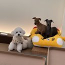 르브쑝 | 원주애견미용실/원주애견미용잘하는곳/원주스타애견샵/원주비숑미용잘하는곳