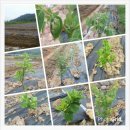 송암농장 이미지