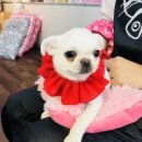 응답하라 몽몽이 이미지