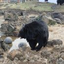 제주달곰 이미지