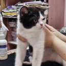 응암동물병원 이미지