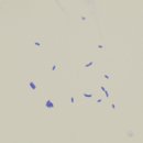 시니어 동물병원 이미지