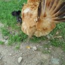 어미들 농장 이미지