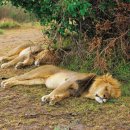 이건사자 이미지