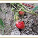 의리농장 이미지