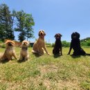 개두방정 이미지