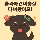 말자미용실 | [루나 일상/리뷰] 은평구 반려견 미용실 &lt;올라애견미용실&gt; 내돈내산 단골 후기