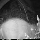 국립공원공단 국립공원야생생물보전원 북부보전센터 이미지