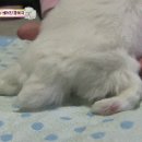 아니.. 음식물 쓰레기통에서 강아지 우는 소리가 나는거에요;;;.gif 이미지