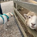 청우목장 이미지