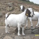 혁 목장 이미지