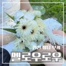디자인멜로우 | 인천 웨딩부케 추천 촬영 부케로 선택한 멜로우로우 후기