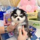 블리독수원점 고양이강아지분양 미니비숑프리제말티푸포메입양 이미지