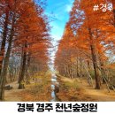 천년의 숲 화장실 | [경주나들이] 경북 천년숲정원 11월 말 방문후기 주차 포토존 꿀팁까지