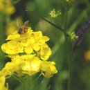 산내들농장 이미지