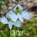 난초 - 원주시 남부시장길 16 | 난초