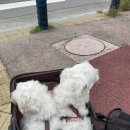 스테이 펫 살롱 이미지