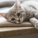 참누리 동물병원 이미지