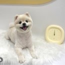 베베도그 이미지