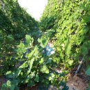 예당농장 이미지