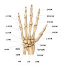 인체 : 손뼈 (사진) 이미지
